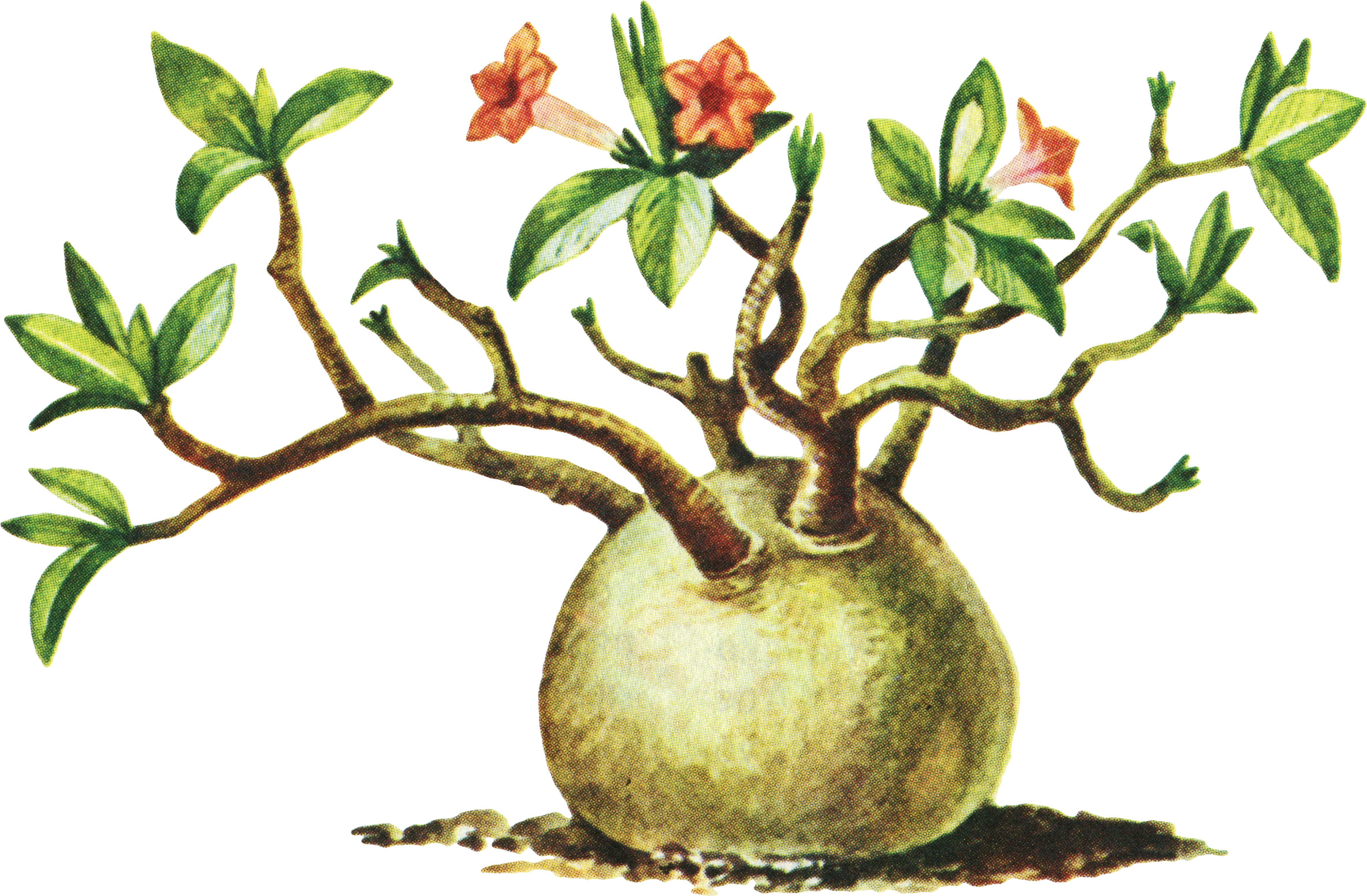 Vintage botanical illustration